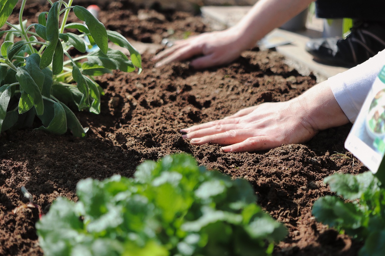 The Basics of Companion Planting